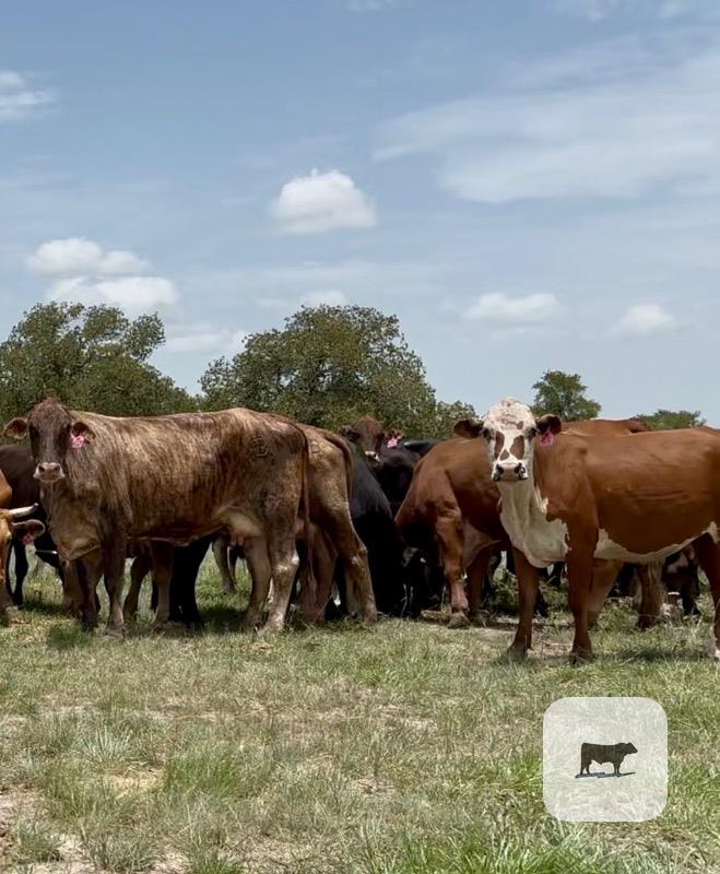 Cattle Range Listing Photo