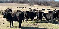 60 Angus & Black Baldy Bred Heifers... SW Missouri