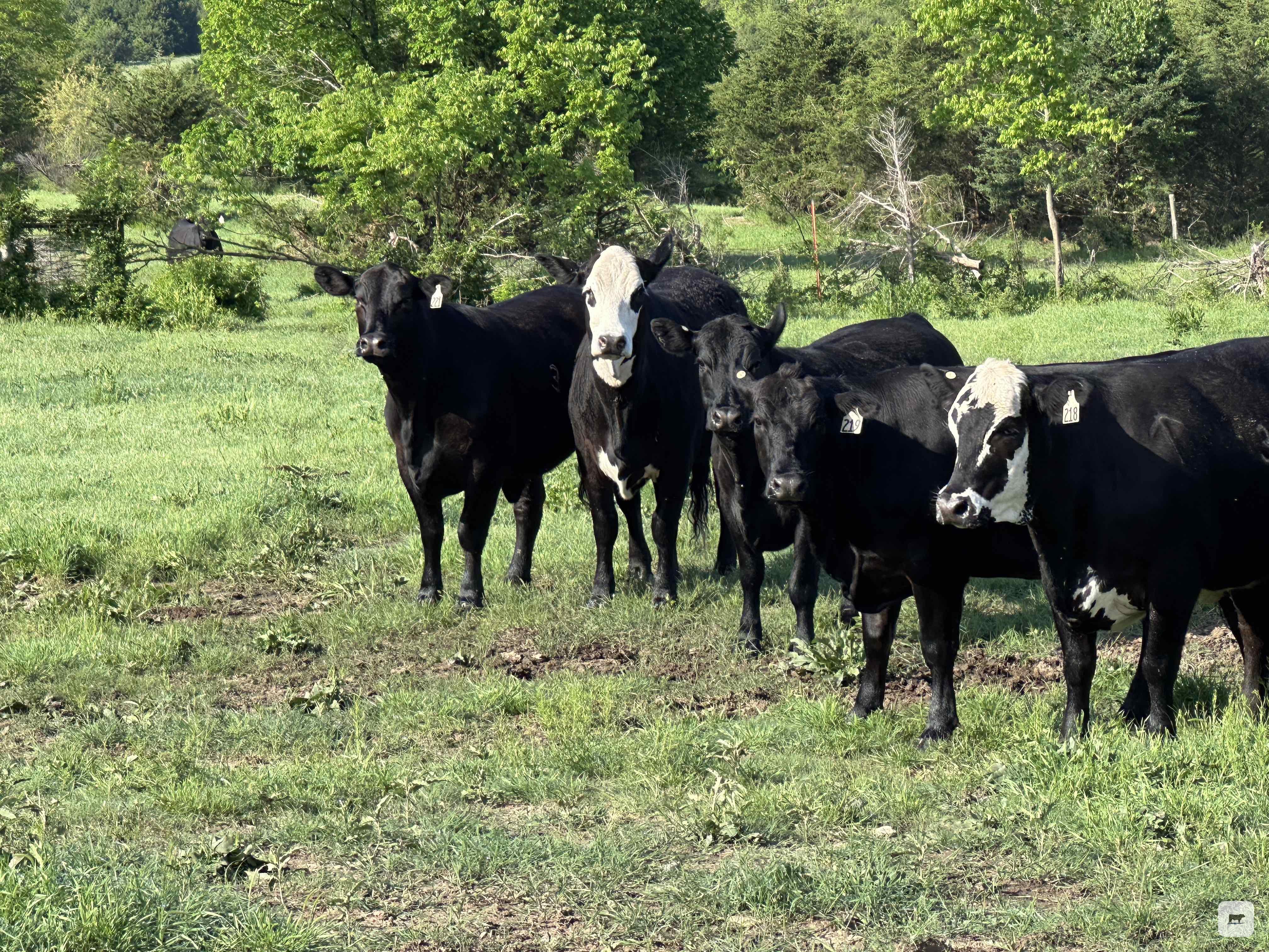 Cattle Range Listing Photo