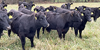 44 Angus & BWF Bred Heifers... Southwest MO