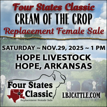 LBJ Cattle Marketing Cream of the Crop Fall Replacement Female Sale