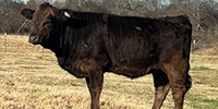 12 Reg. Braunvieh Rep. Heifers... Northeast TX