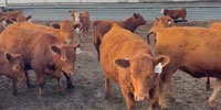 77 Red Angus & RWF Bred Heifers... Central NE