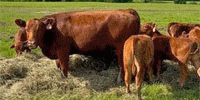 38 Red Angus 1st-Calf Pairs... Northeast NY