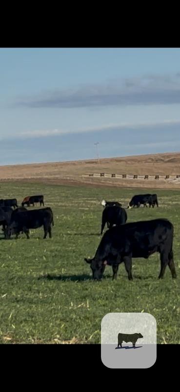 Cattle Range Listing Photo
