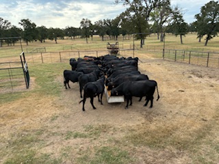 Cattle Range Listing Photo