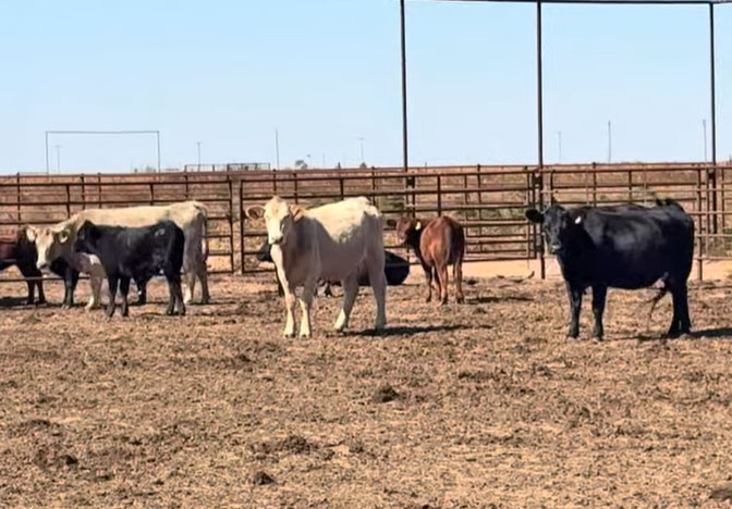 Cattle Range Listing Photo 2