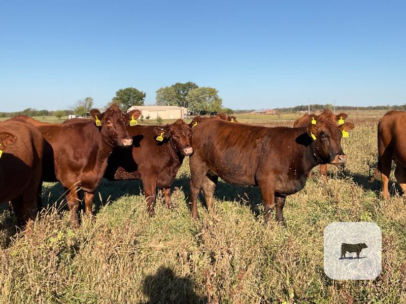 Cattle Range Listing Photo 4