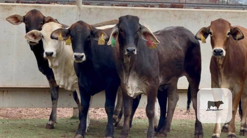 Cattle Range Listing Photo