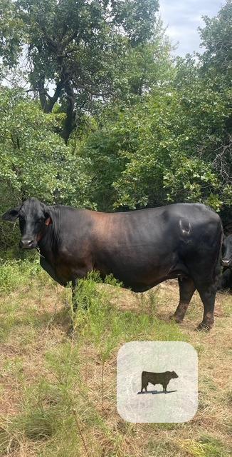 Cattle Range Listing Photo