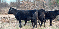 4 Reg. Angus Rep. Heifers... Southeast OK