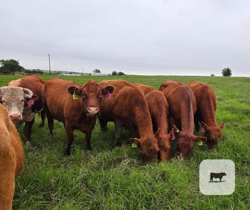 Cattle Range Listing Photo