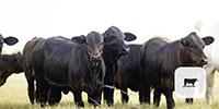 22 Brangus Cross Rep. Heifers... South TX