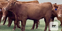 25 Red Angus Rep. Heifers... Central TX