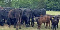 25 Brangus & 'BWF' 1st-Calf Pairs... Northeast TX