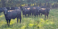 250 Angus & 'BWF' Bred Heifers... Southwest MO ~ FD