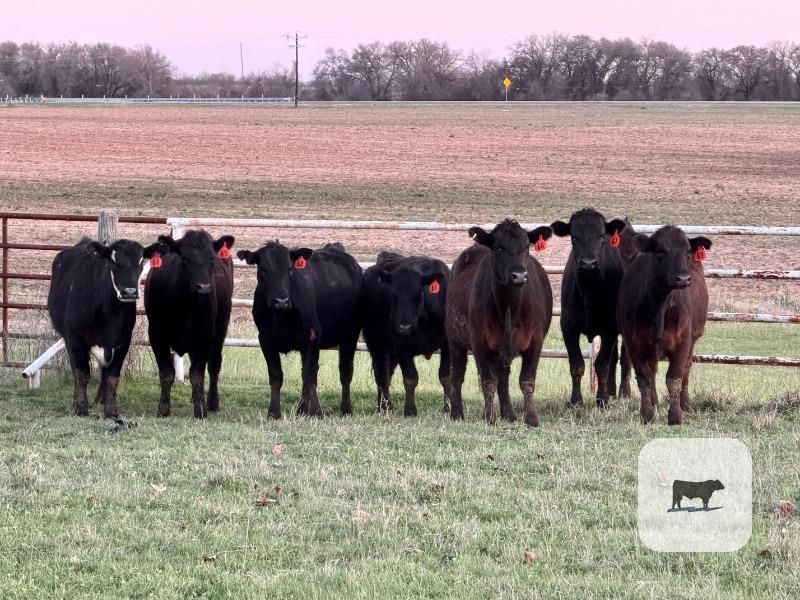 Cattle Range Listing Photo