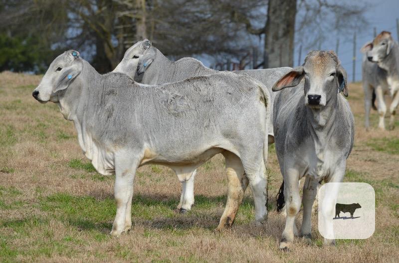 Cattle Range Listing Photo