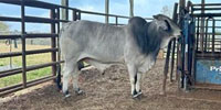 1 Reg. Brahman Bull... N. Central LA