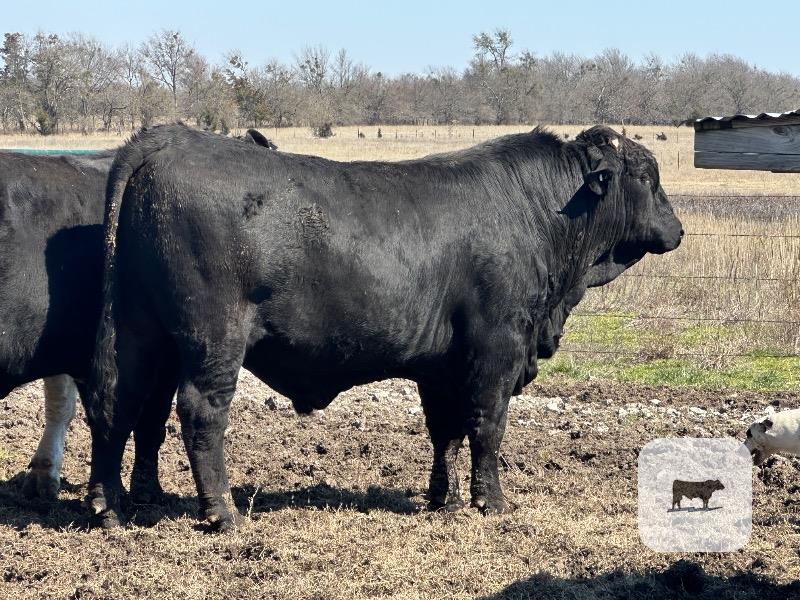 Cattle Range Listing Photo
