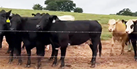 45 Angus, BWF,  & Crossbred 1st-Calf Pairs... S. Central OK