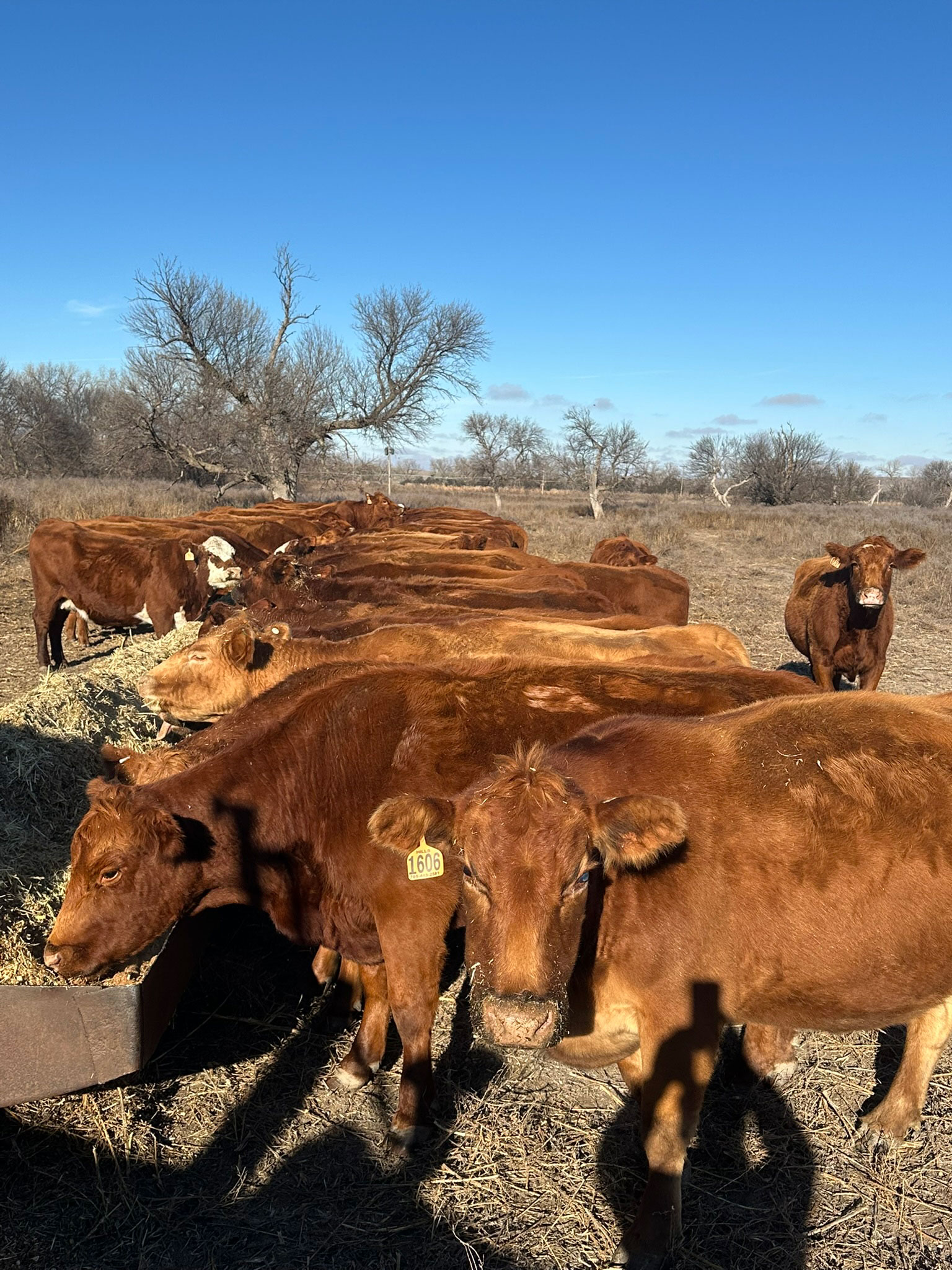 Cattle Range Listing Photo