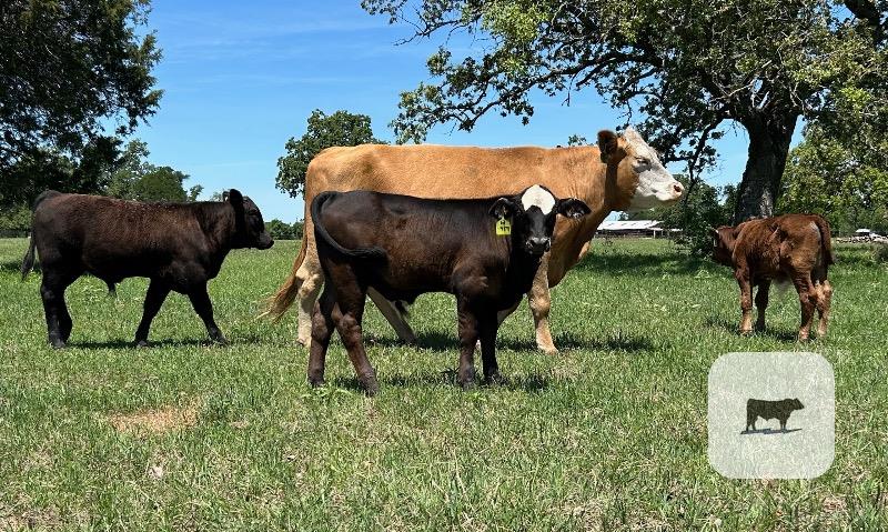 Cattle Range Listing Photo