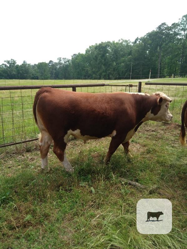 Cattle Range Listing Photo