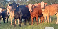 55 Angus/Brangus, F1 Braford/Tigerstripe & Crossbred Bred Heifers... Southeast TX