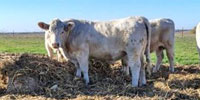 10 Reg. Charolais Bulls... North TX