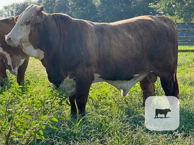 Cattle Range Listing Photo