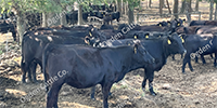 90 Angus & BWF Rep. Heifers... Southwest MO