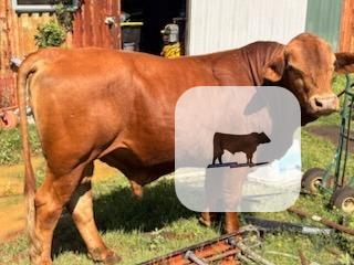 Cattle Range Listing Photo