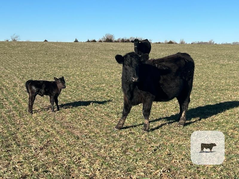 Cattle Range Listing Photo