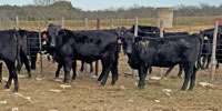26 Angus Plus Rep. Heifers... Central TX