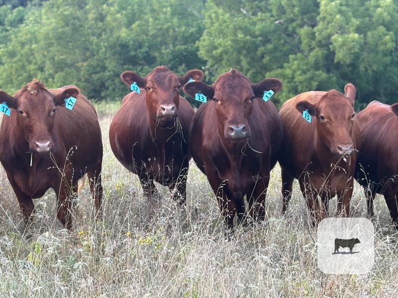 Cattle Range Listing Photo