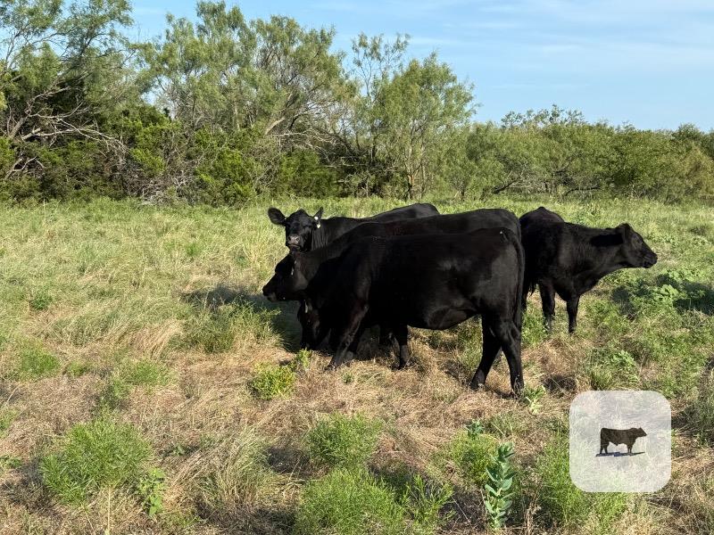 Cattle Range Listing Photo