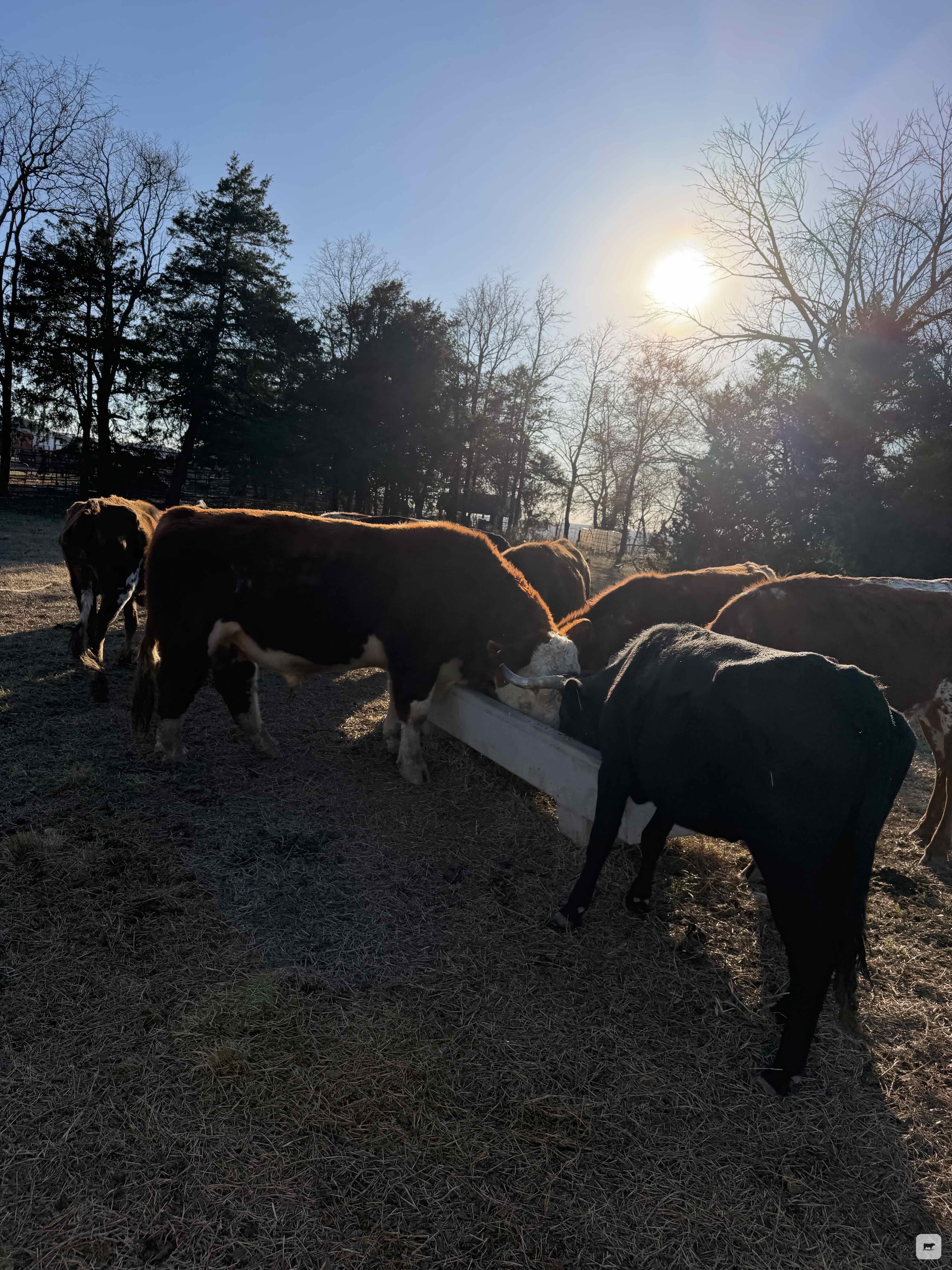 Cattle Range Listing Photo