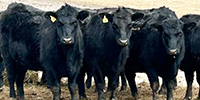 10 Angus Bred Heifers... Southwest WI