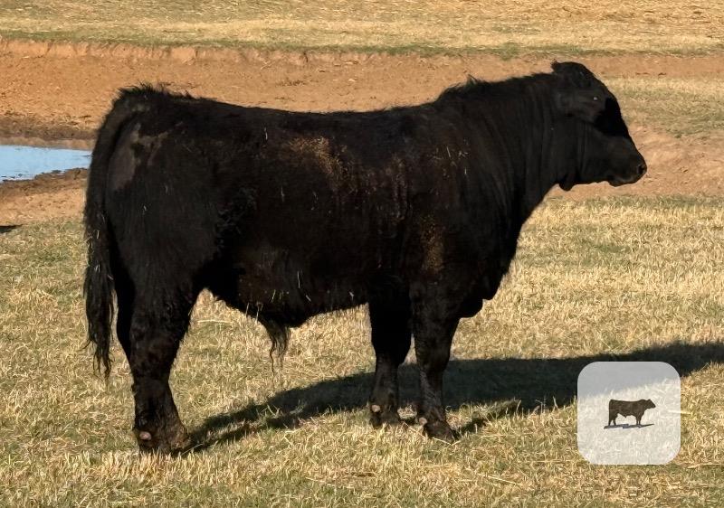 Cattle Range Listing Photo