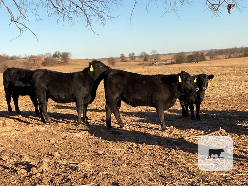 Cattle Range Listing Photo