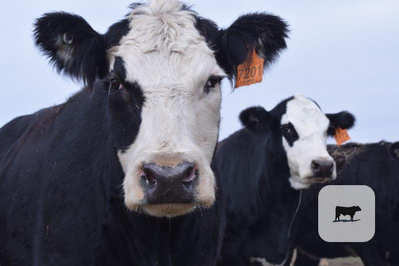 Cattle Range Listing Photo