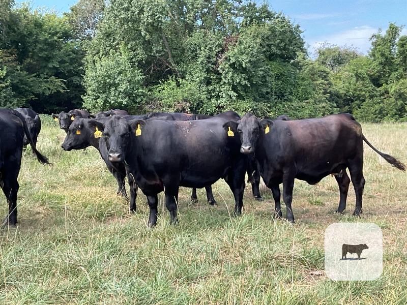Cattle Range Listing Photo