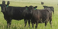 42 Angus Cows w/ 15+ Calves... E. Central MT