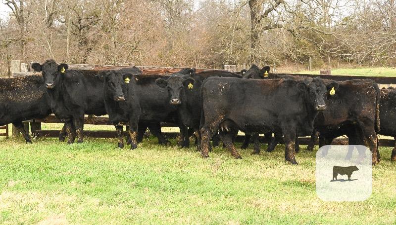 Cattle Range Listing Photo