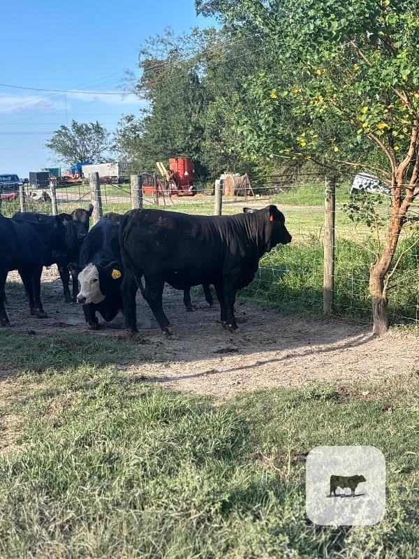 Cattle Range Listing Photo