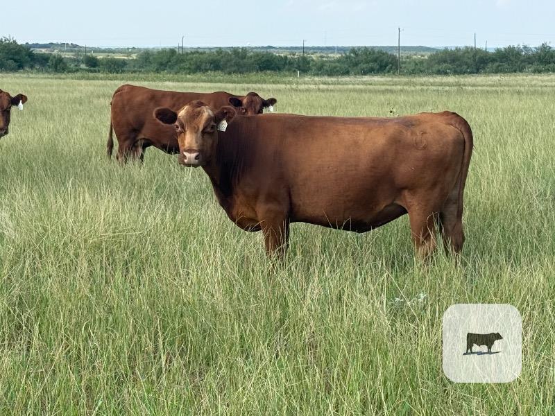 Cattle Range Listing Photo