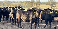 86 Angus & BWF Rep. Heifers... Southwest MO