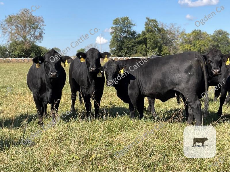 Cattle Range Listing Photo