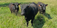 3 Angus Bulls...  Northeast AR